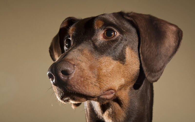 Brown and Black Dog — Neutral, Photograph, Ears