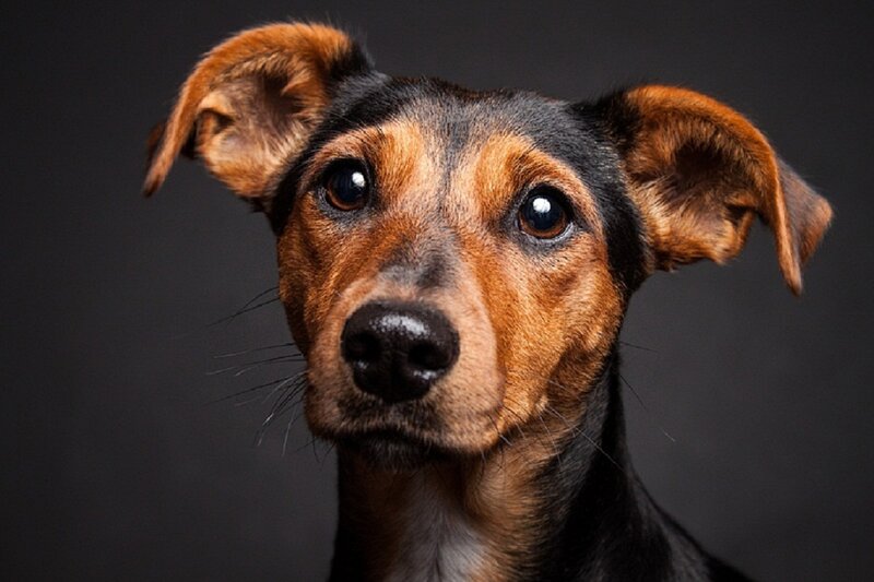 Brown and Black Dog — Neutral, Photograph