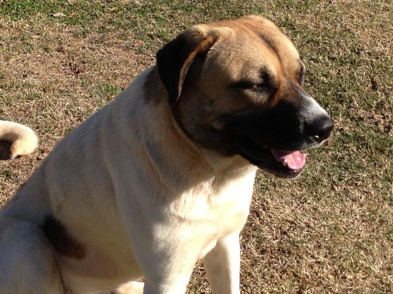 Brown and Black Dog — Tan