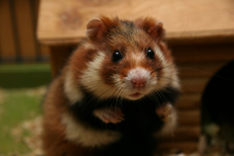 Brown and Black Hamster