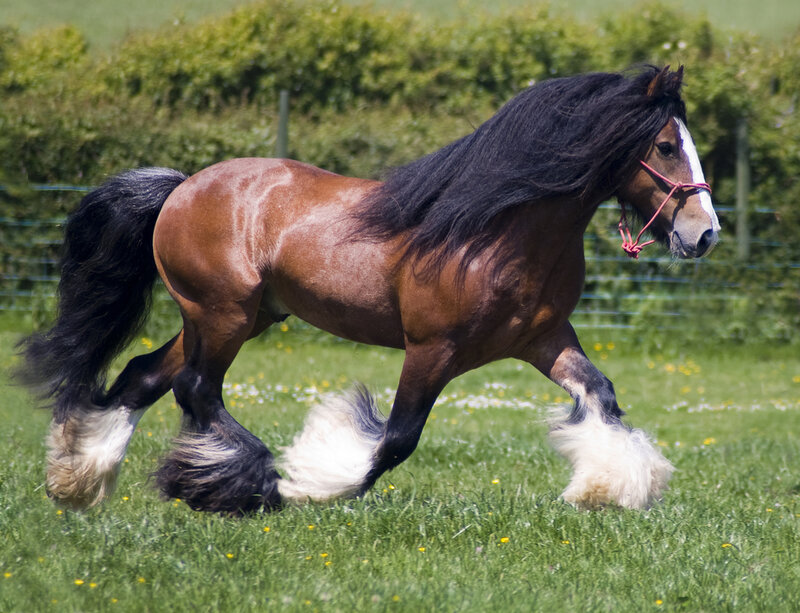 Brown and Black Horse