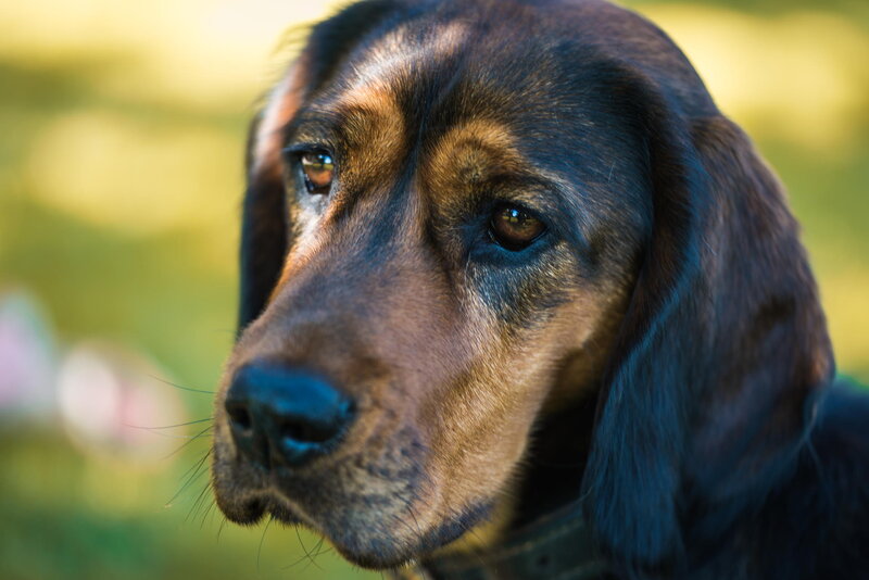 Brown and Black Hound Dog