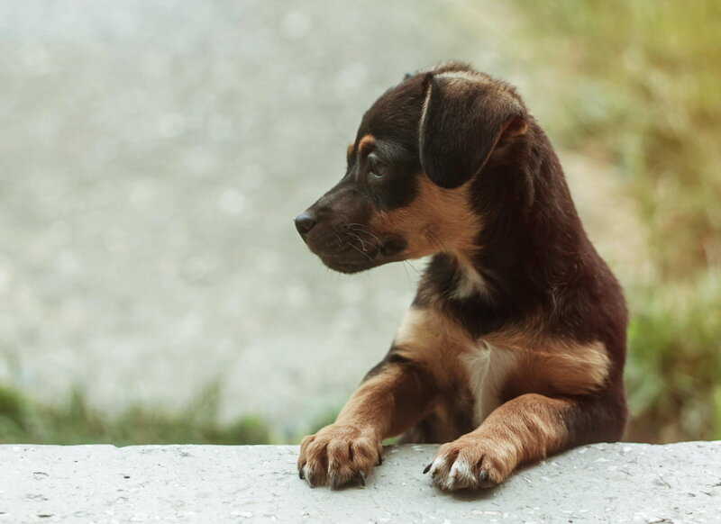 Brown and Black Puppy — Calm, Afternoon