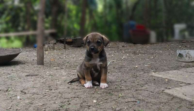 Brown and Black Puppy — Calm, Photograph