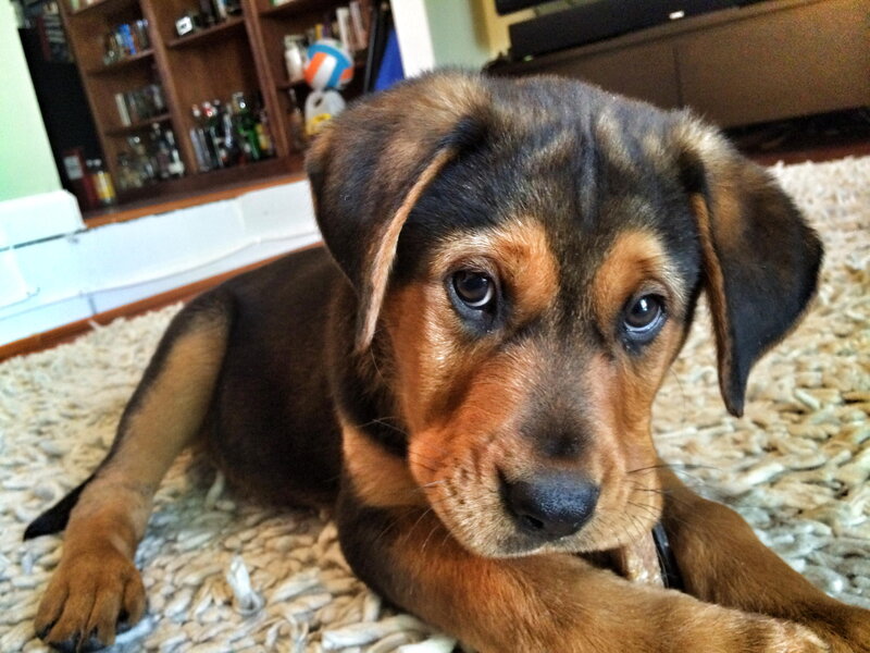 Brown and Black Puppy — Calm