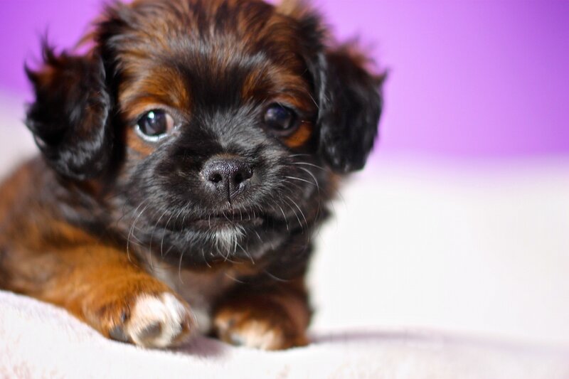 Brown and Black Puppy — Purple