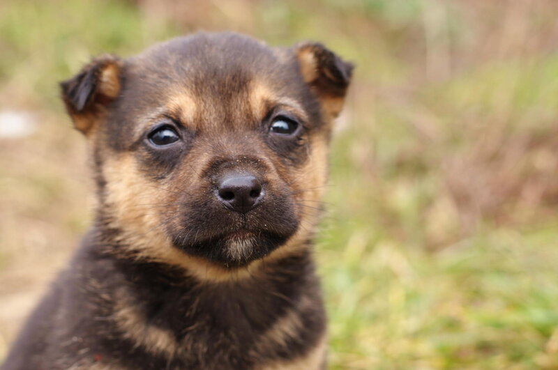 Brown and Black Puppy