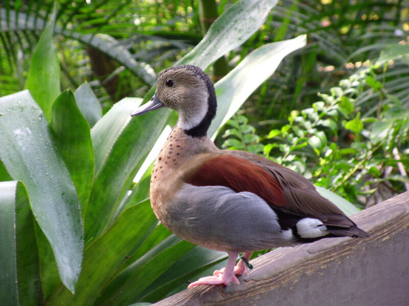 Brown and Gray Duck