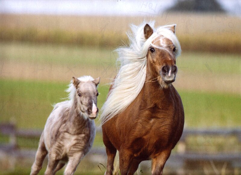 Brown and Gray Ponies