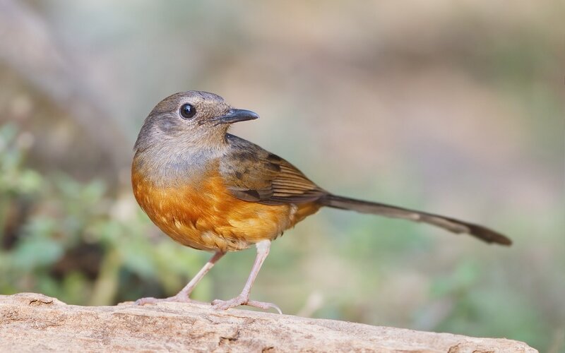 Brown and Orange Bird