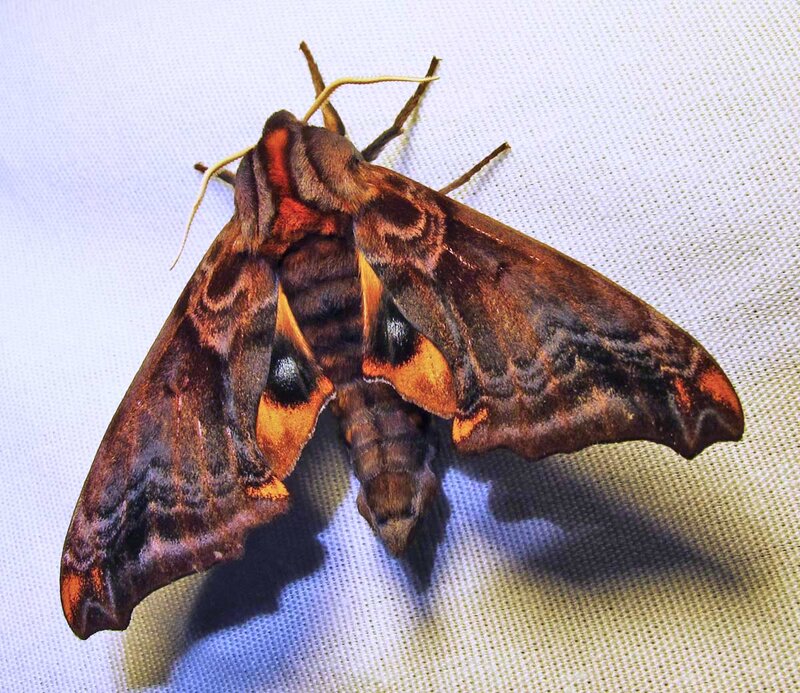 Brown and Orange Moth
