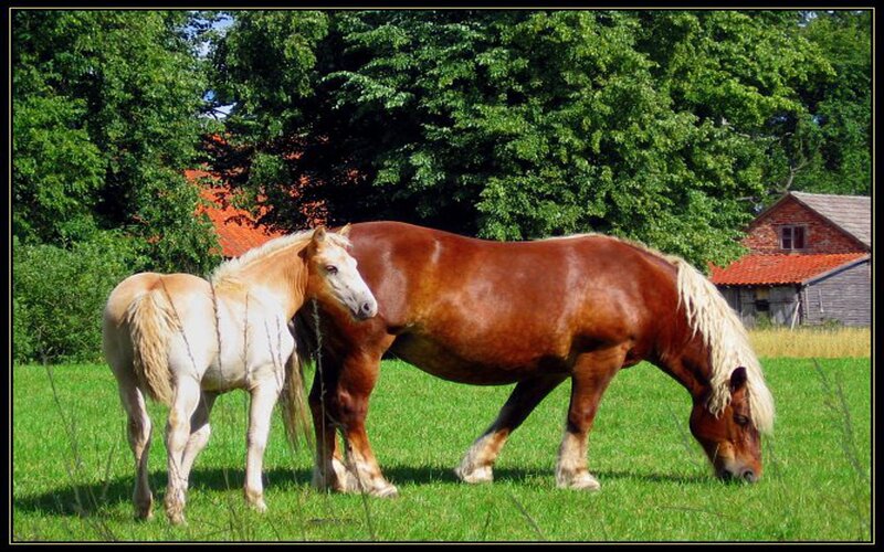 Brown and Palomino Horses