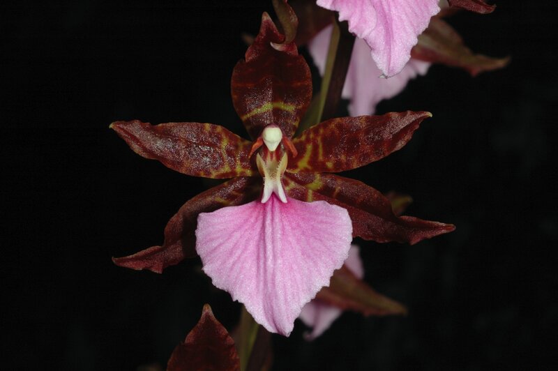 Brown and Pink Orchid