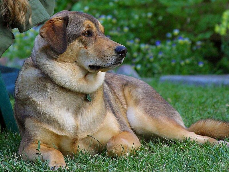 Brown and Tan Dog