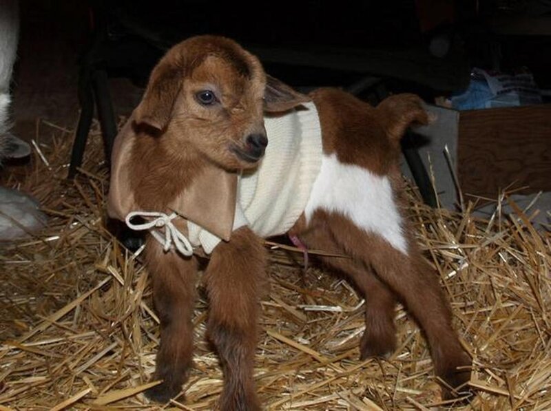 Brown and White Baby Goat