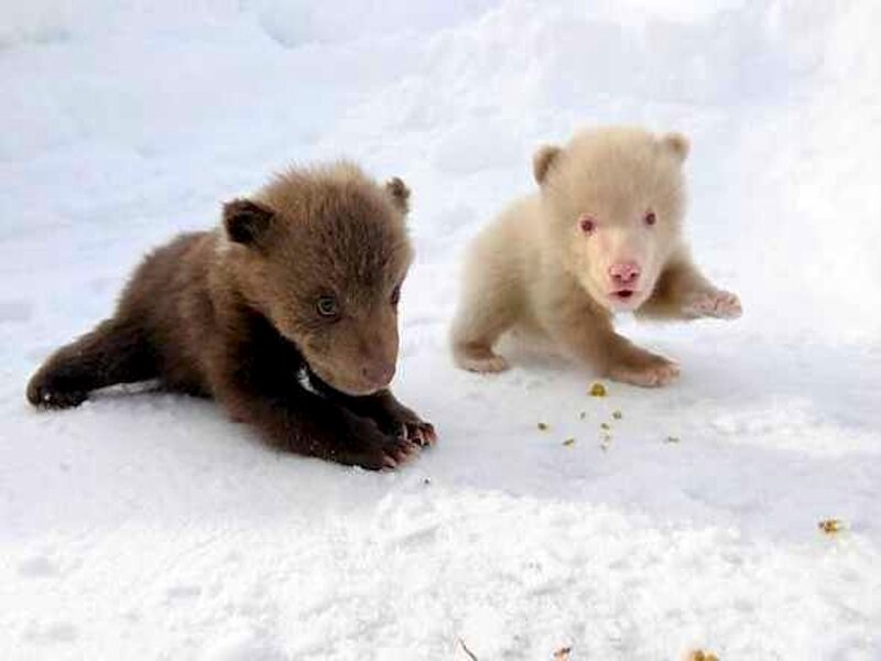 Brown and White Bear Cubs