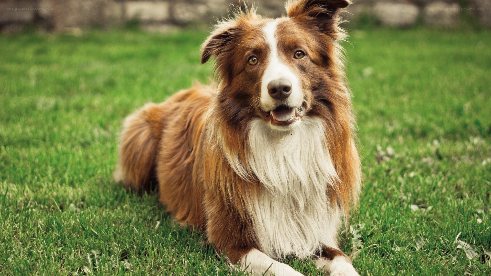 brown and white border collie