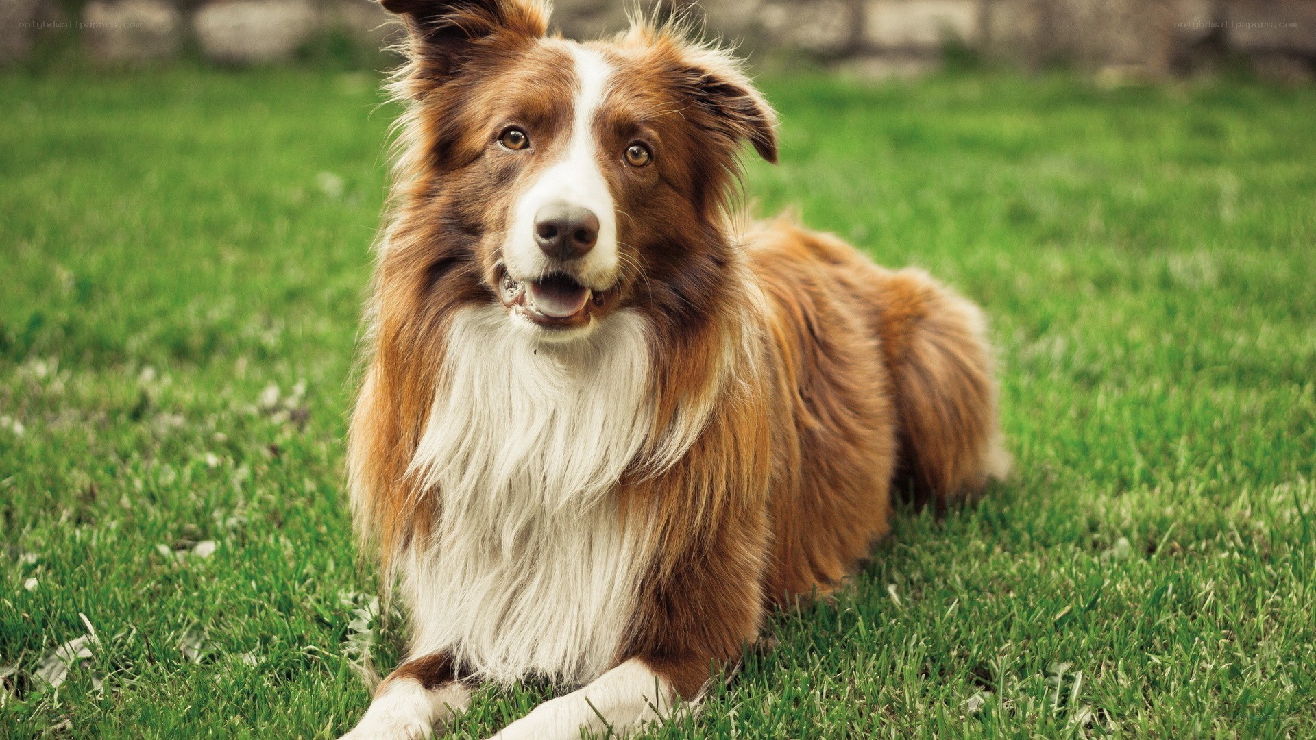brown and white border collie