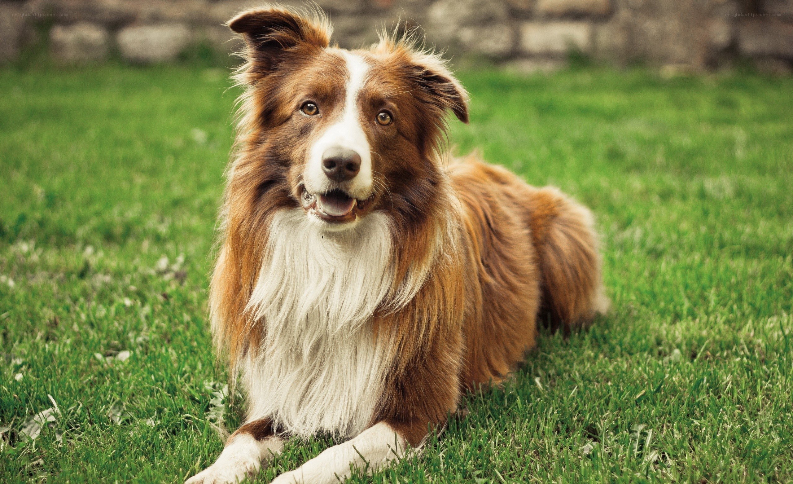 brown and white border collie