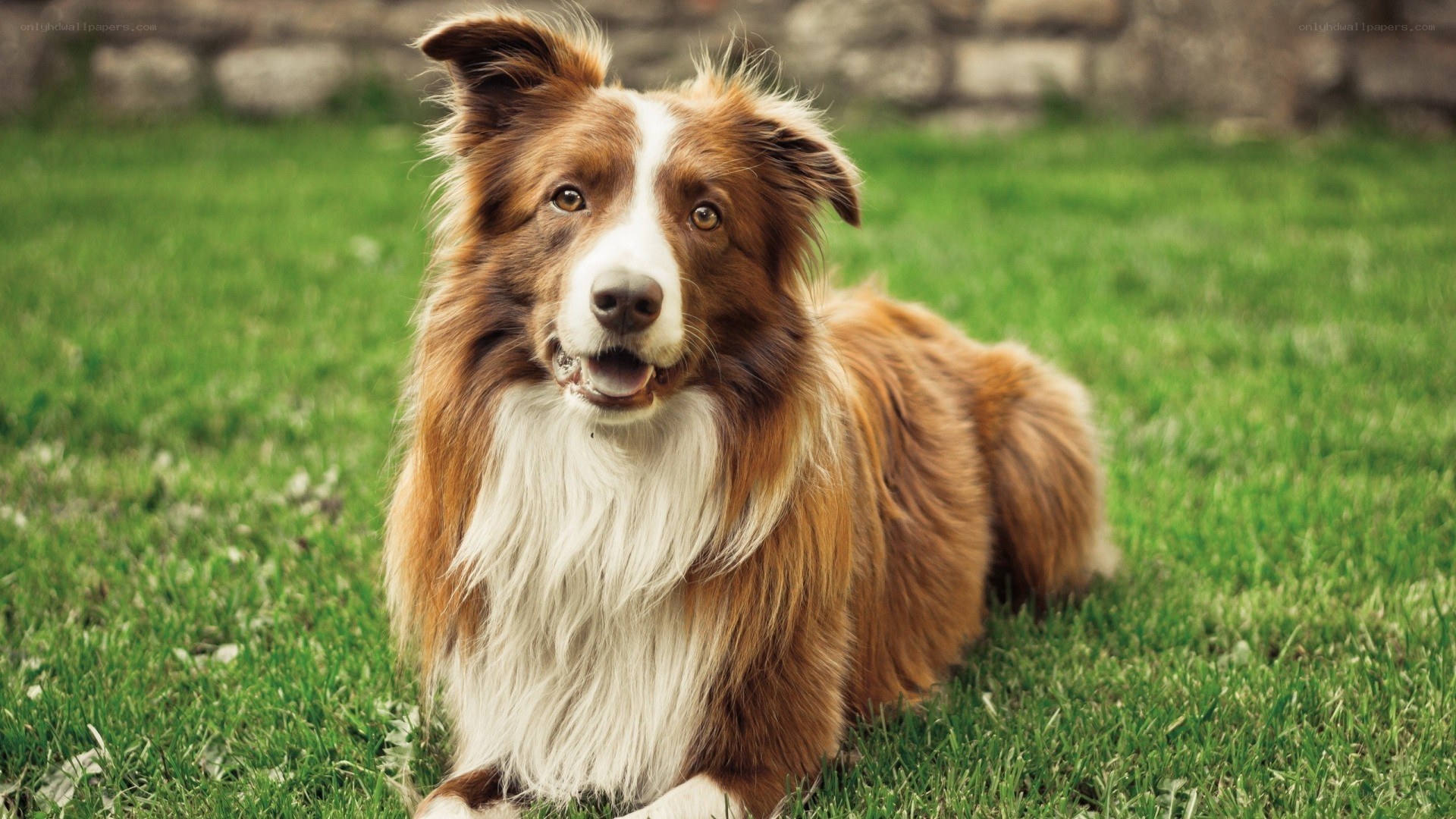 brown and white border collie