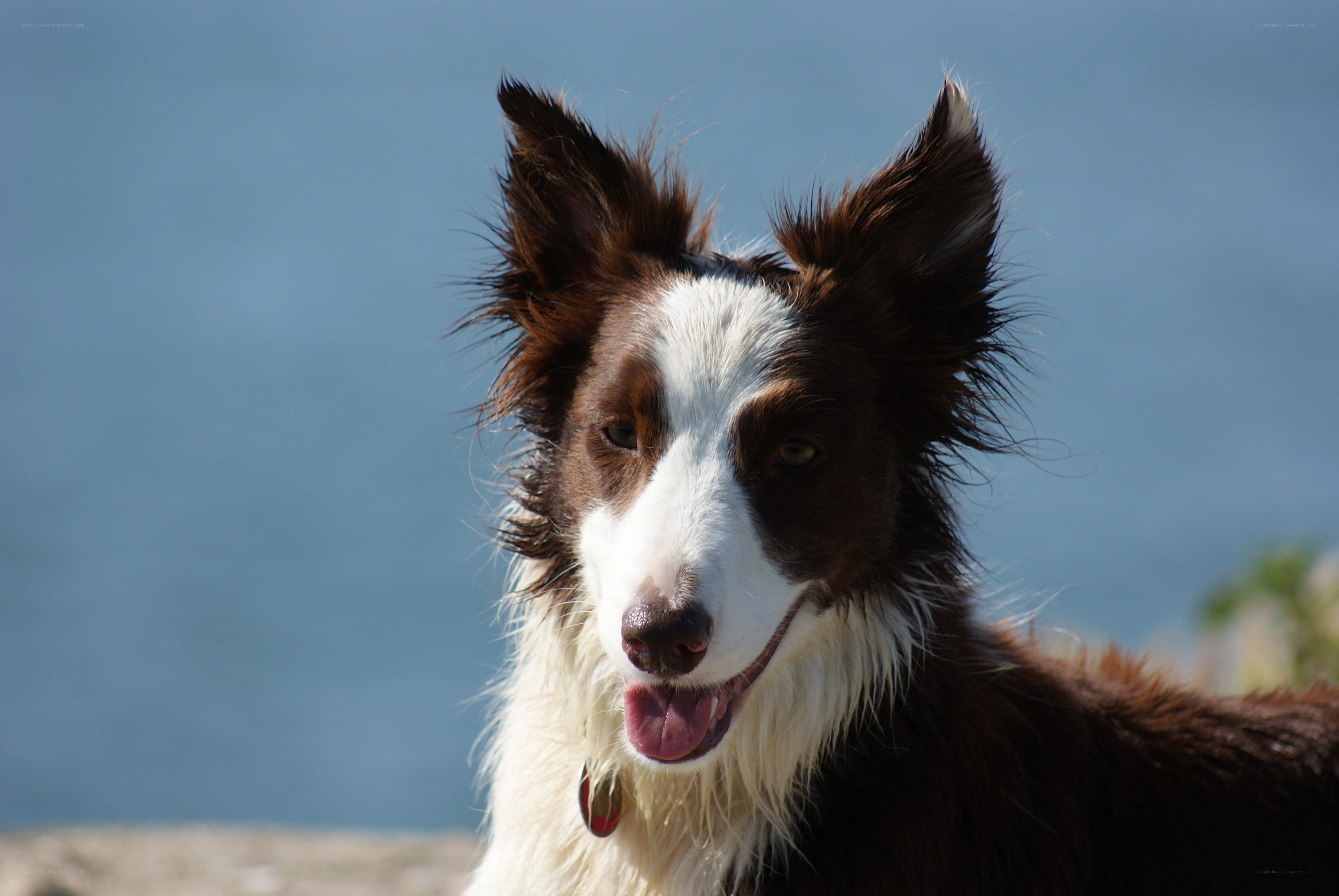 brown and white border collie