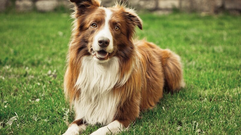 Brown and White Border Collie — Afternoon