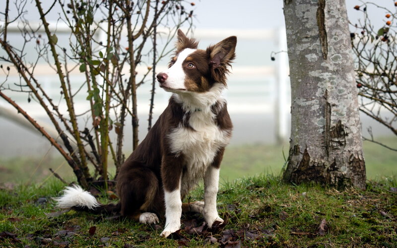 Brown and White Border Collie — Calm, Autumn