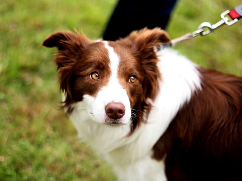 Brown and White Border Collie — Calm