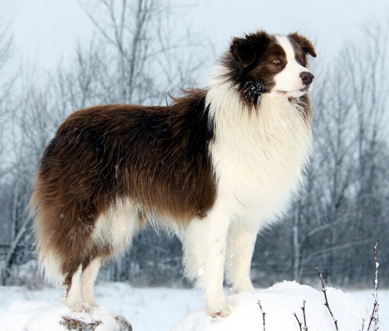 Brown and White Border Collie — Calm, Winter