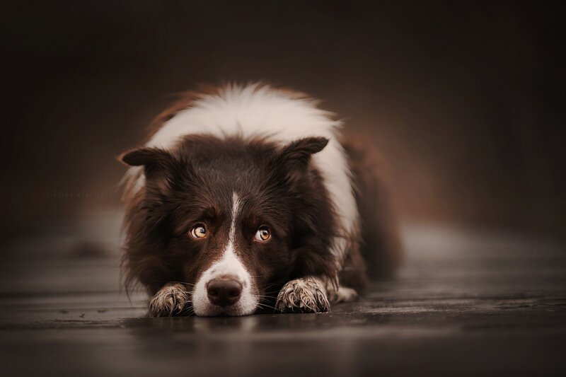 Brown and White Border Collie — Dramatic