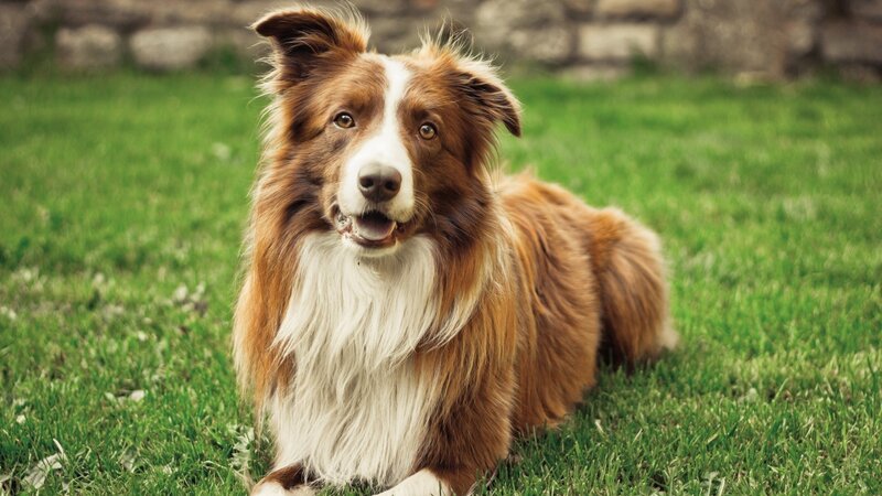 Brown and White Border Collie — Grass