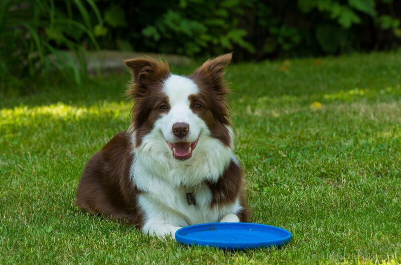 Brown and White Border Collie — Green, Calm