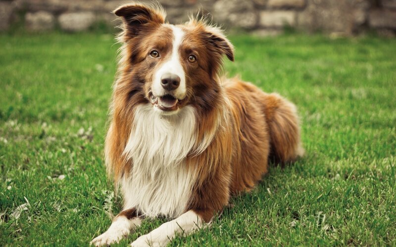 Brown and White Border Collie — Green