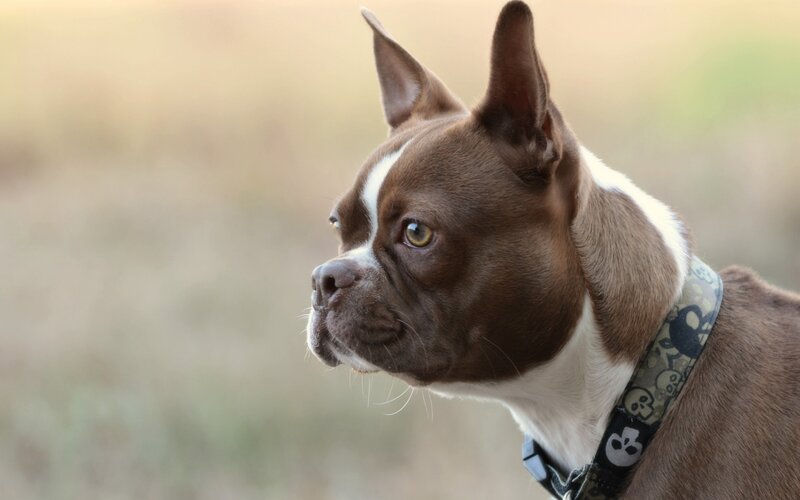 Brown and White Boston Terrier — Calm, Afternoon
