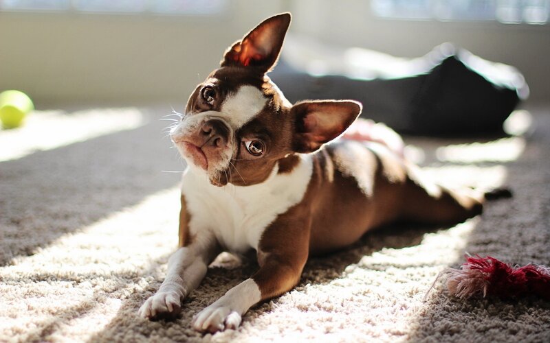 Brown and White Boston Terrier — Calm
