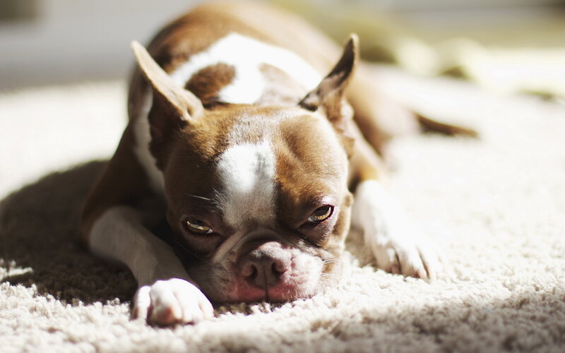 Brown and White Boston Terrier