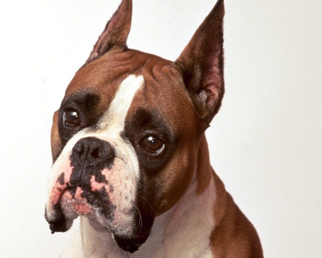 brown and white boxer dog