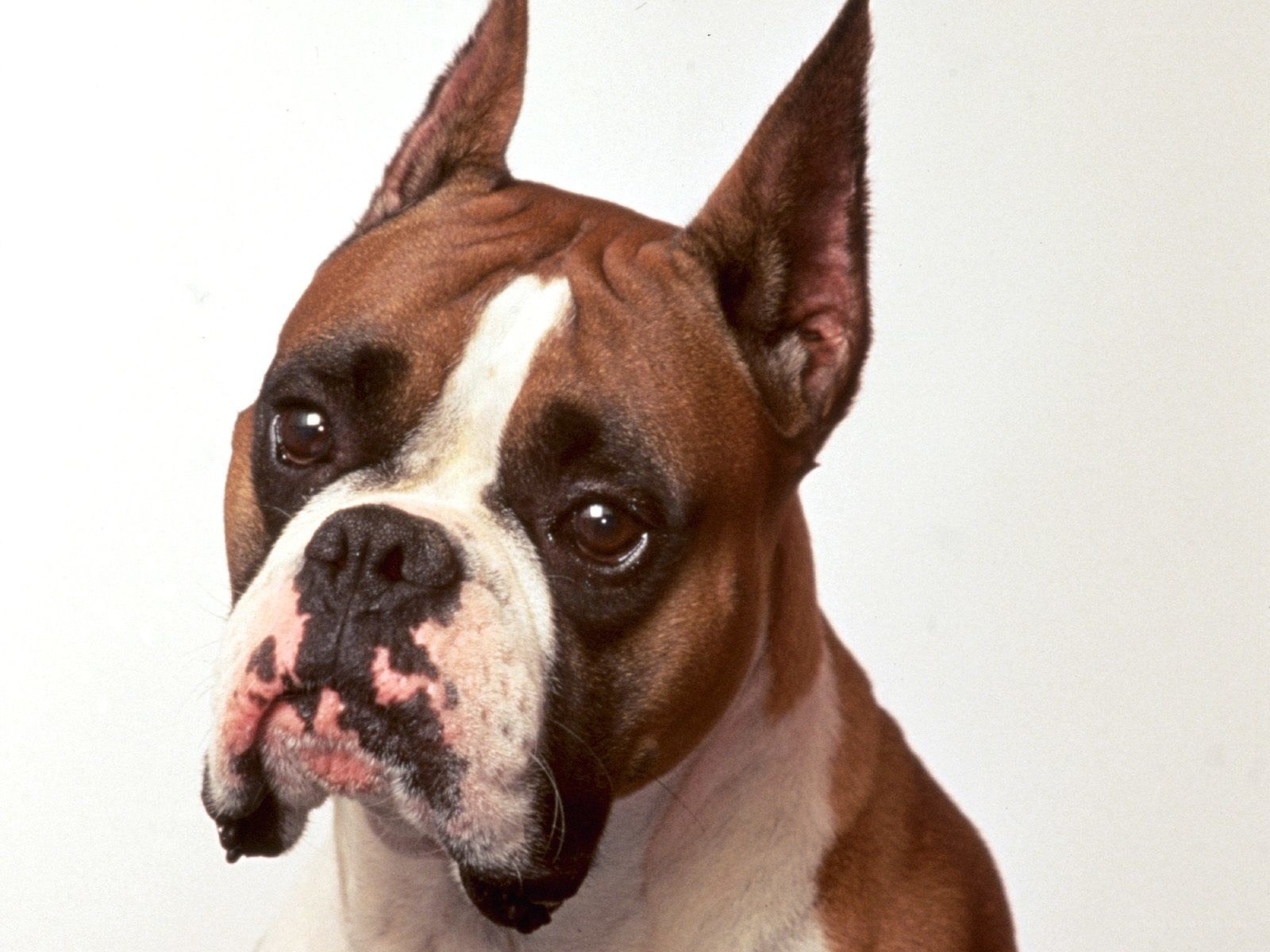 brown and white boxer dog