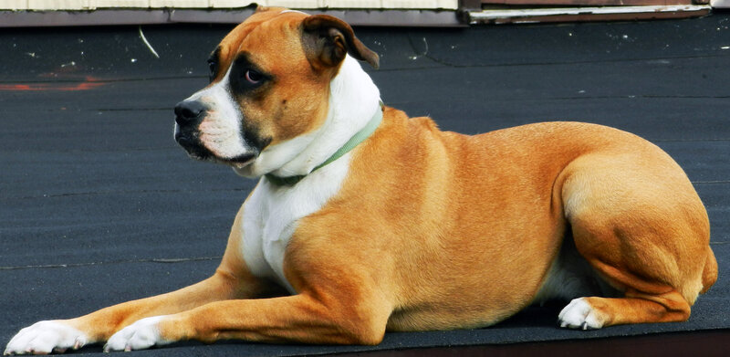 Brown and White Boxer Dog — Calm, Afternoon
