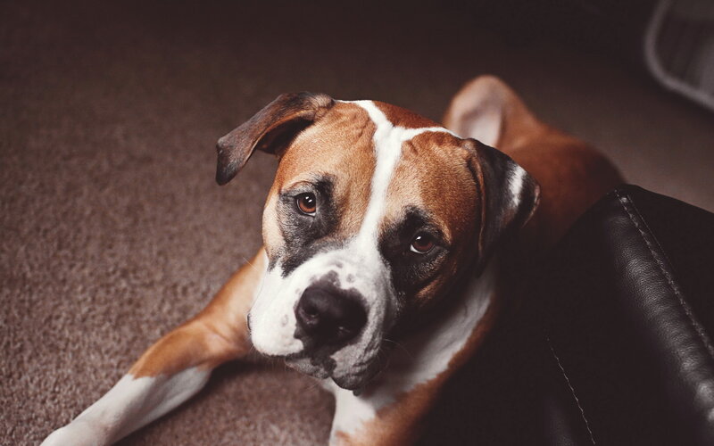 Brown and White Boxer Dog — Calm, Photograph