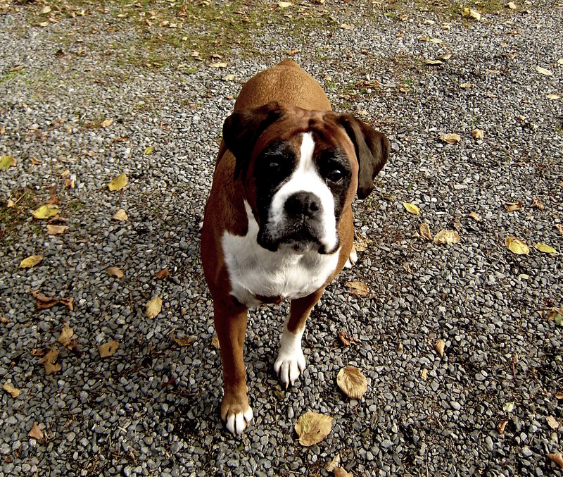 Brown and White Boxer Dog — Calm