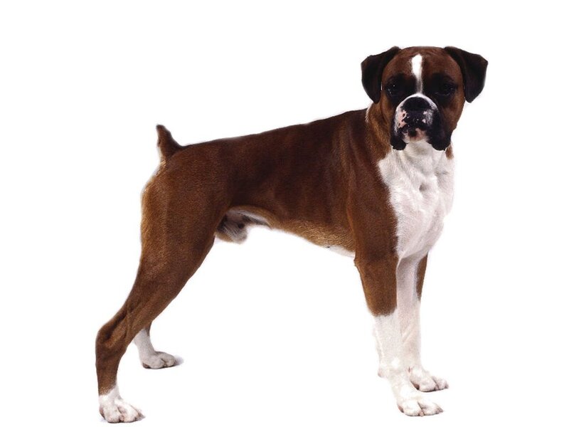 Brown and White Boxer Dog — Neutral