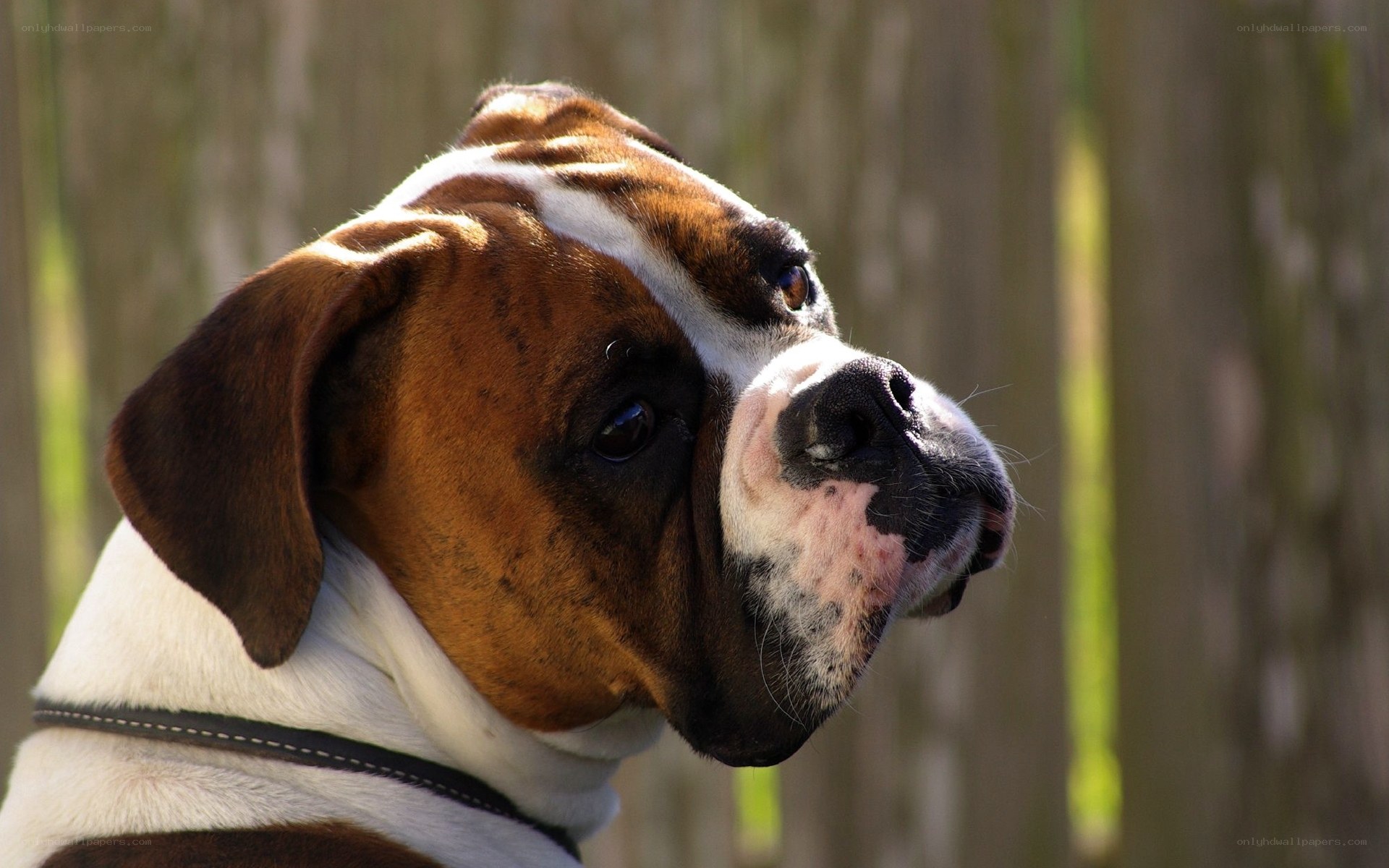 brown and white boxer dog