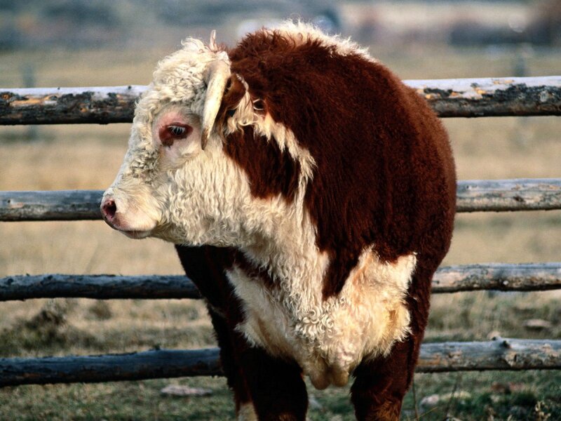 brown and white bull in a field