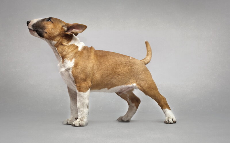 Brown and White Bull Terrier