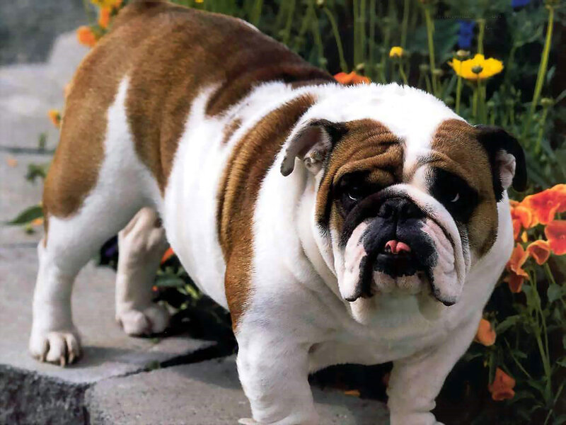 Brown and White Bulldog — Calm, Afternoon, Photograph