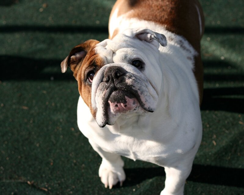 Brown and White Bulldog — Calm, Afternoon