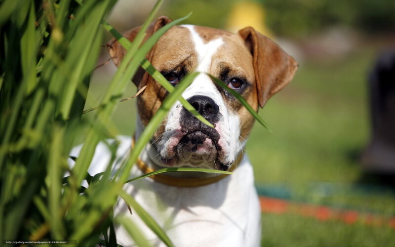 Brown and White Bulldog — Green