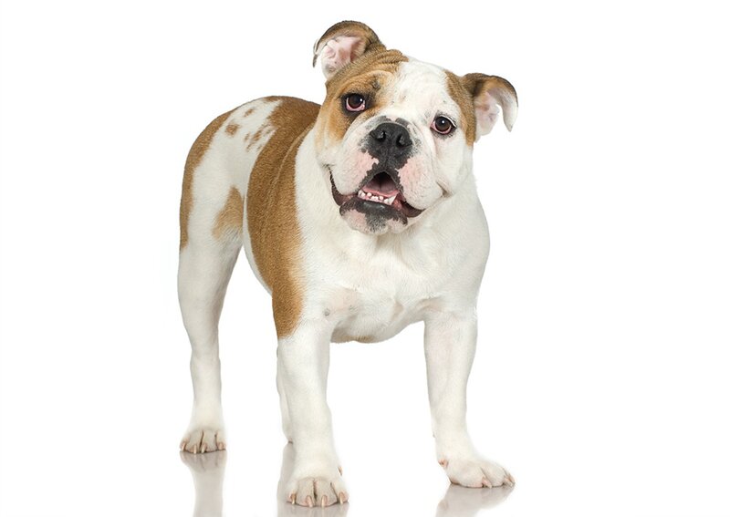 Brown and White Bulldog — Neutral