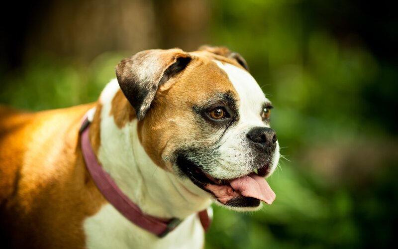 brown and white bulldog outdoors